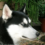 Photo de Husky siberien