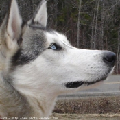 Photo de Husky siberien