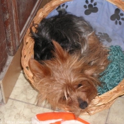 Photo de Yorkshire terrier