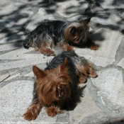 Photo de Yorkshire terrier