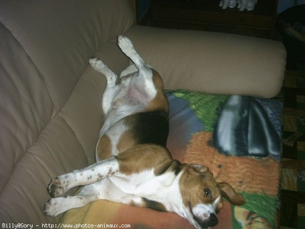 Photo de Beagle