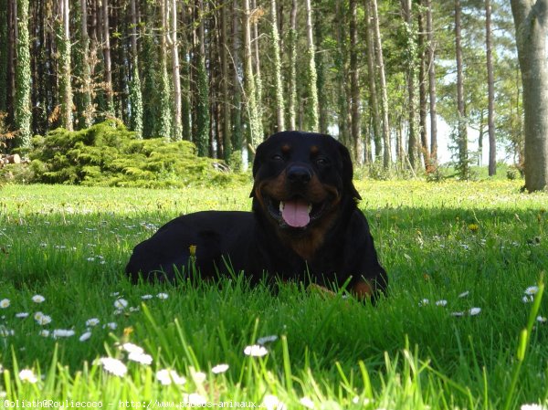 Photo de Rottweiler