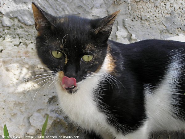 Photo de Chat domestique