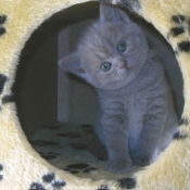 Photo de British shorthair