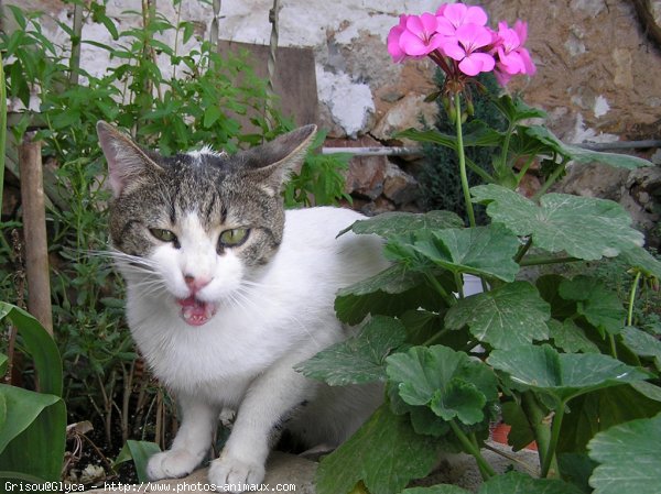 Photo de Chat domestique