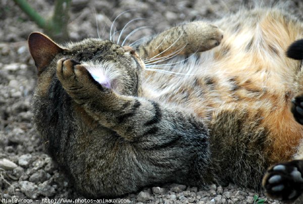 Photo de Chat domestique