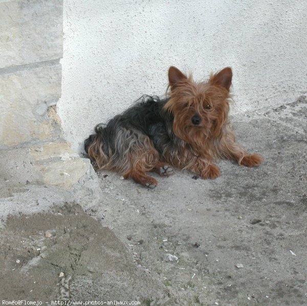 Photo de Yorkshire terrier