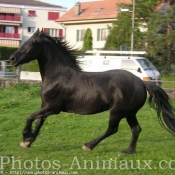 Photo de Frison