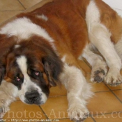 Photo de Saint-bernard poil long