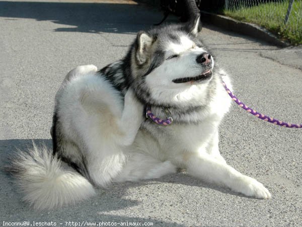 Photo de Husky siberien