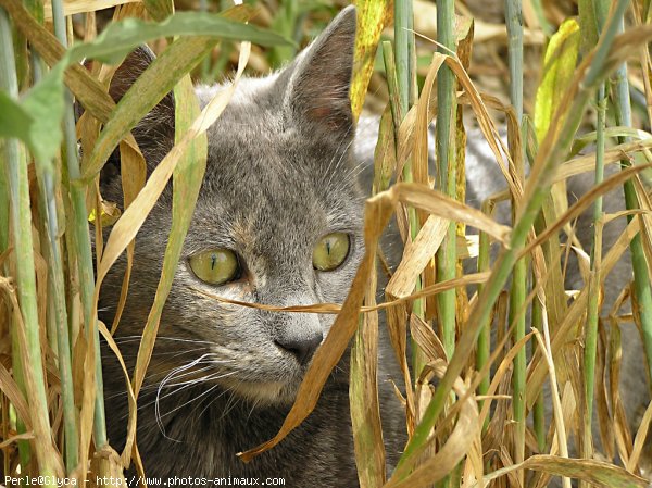 Photo de Chat domestique