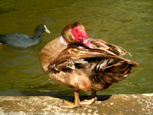 Photo de Canard