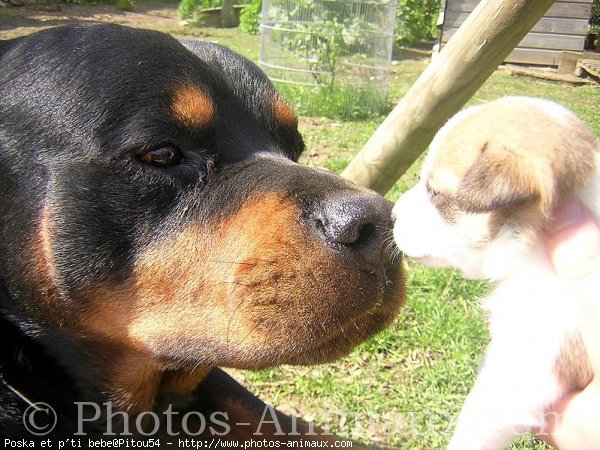 Photo de Races diffrentes