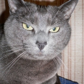 Photo de Chartreux