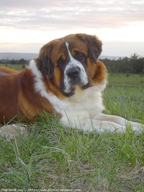 Photo de Saint-bernard poil long