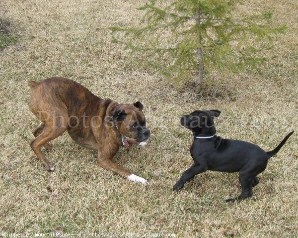 Photo de Races diffrentes