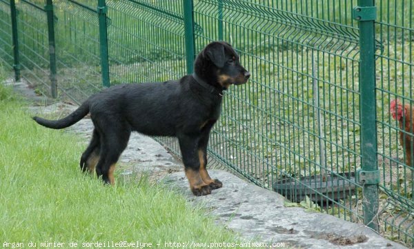 Photo de Berger de beauce