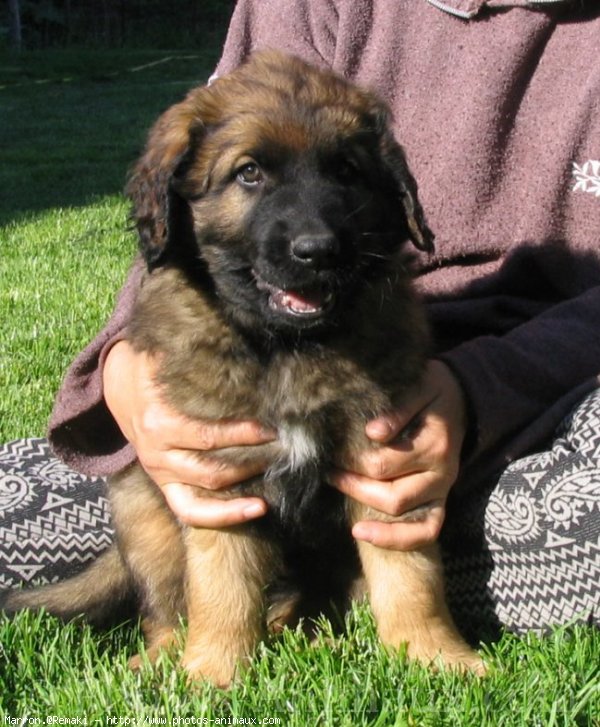 Photo de Leonberg