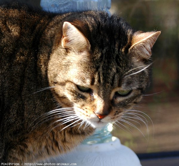 Photo de Chat domestique