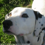 Photo de Dalmatien