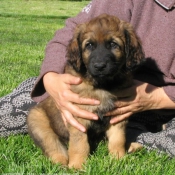 Photo de Leonberg