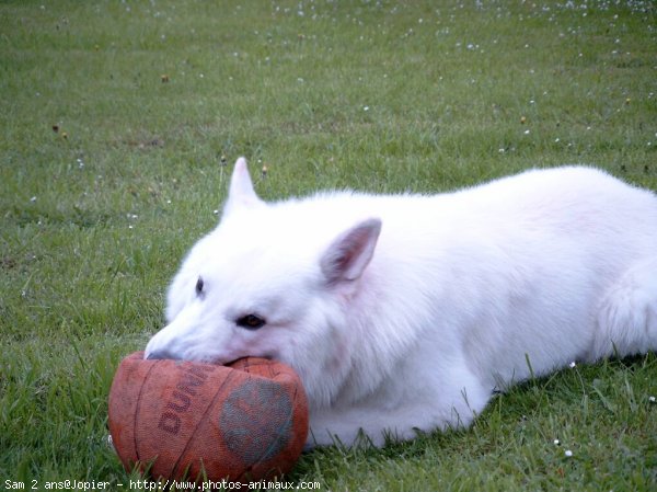 Photo de Berger blanc suisse