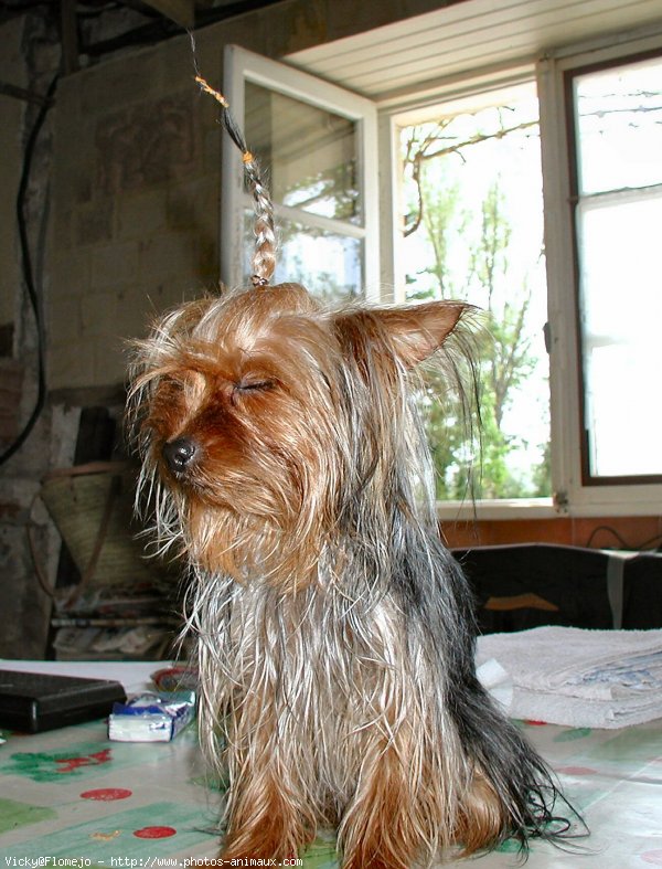 Photo de Yorkshire terrier