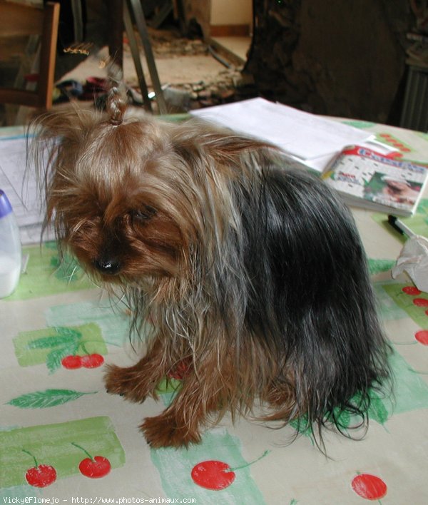 Photo de Yorkshire terrier