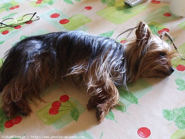 Photo de Yorkshire terrier