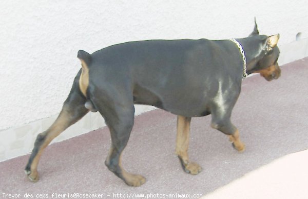 Photo de Dobermann