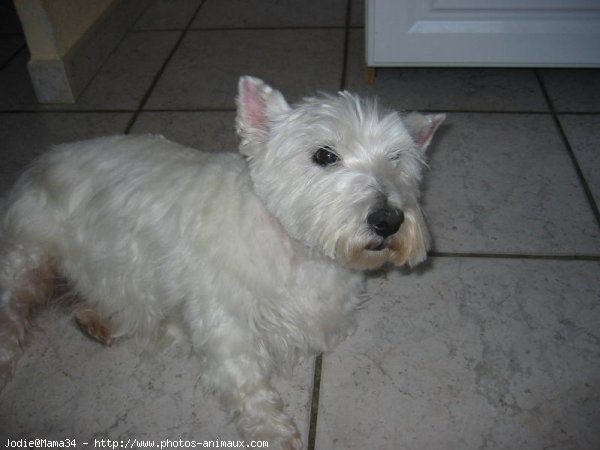 Photo de West highland white terrier