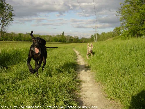 Photo de Races diffrentes