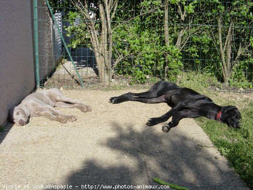 Photo de Races diffrentes