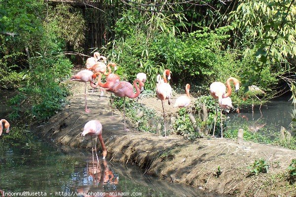 Photo de Flamand rose