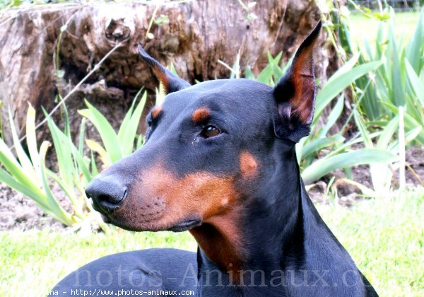 Photo de Dobermann