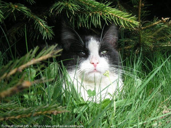 Photo de Chat domestique