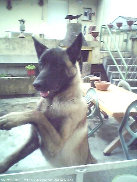 Photo de Berger belge malinois