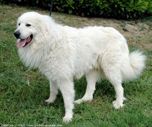 Photo de Chien de montagne des pyrnes