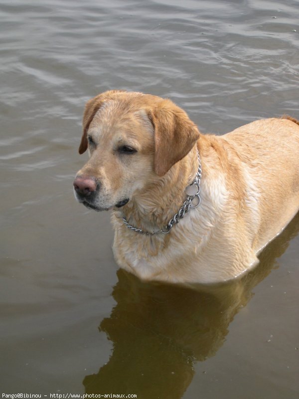 Photo de Labrador retriever