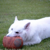 Photo de Berger blanc suisse