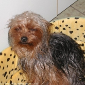 Photo de Yorkshire terrier