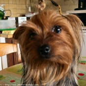 Photo de Yorkshire terrier