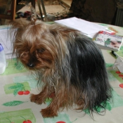 Photo de Yorkshire terrier