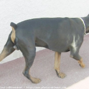 Photo de Dobermann