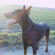 Photo de Dobermann