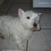 Photo de West highland white terrier