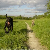 Photo de Races diffrentes