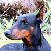 Photo de Dobermann