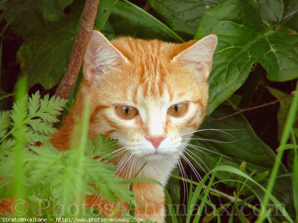 Photo de Chat domestique