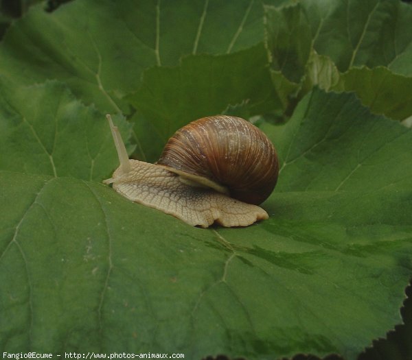 Photo d'Escargot